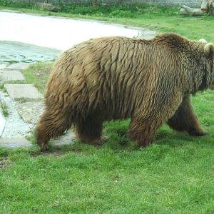 Eurpoean Brown Bear at Camperdown Wildlife Park