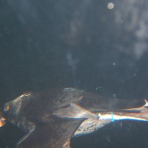 Tufted Puffin underwater at Living Coasts