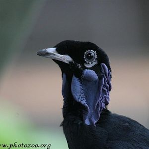 Bare-necked fruit-crow (Gymnoderus foetidus)
