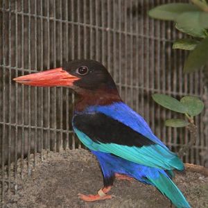 Javan kingfisher (Halcyon cyanoventris)