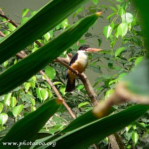 Capped kingfisher (Halcyon pileatus)
