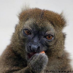 Greater bamboo-lemur (Hapalemur simus)