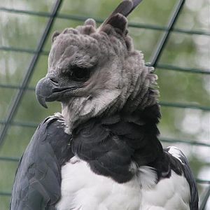 Harpy eagle (Harpia harpija)