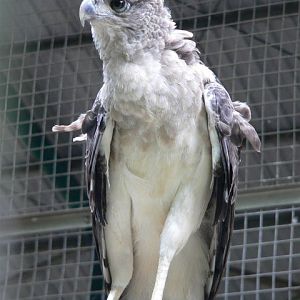 New-Guinea harpy eagle (Harpyopsis novaeguineae)