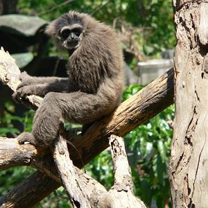 Silvery gibbon (Hylobates moloch)