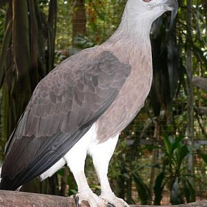 Grey-headed fish-eagle (Ichthyophaga ichthyaetus)