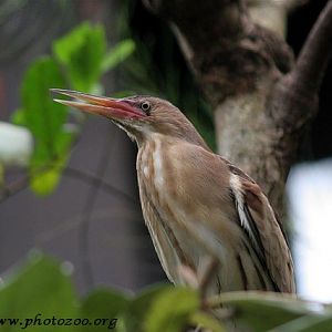 Little bittern (Ixobrychus minutus)