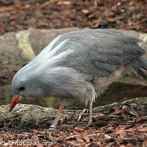 Kagu (Rhynochetos jubatus)