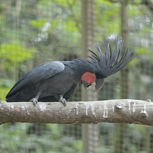 Palm cockatoo at Harewood House Bird Garden