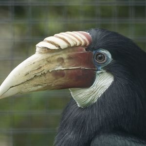 Papuan Wreathed Hornbill at Harewood House Bird Garden