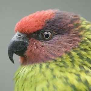 Goldie's Lorikeet at Harewood House Bird Garden
