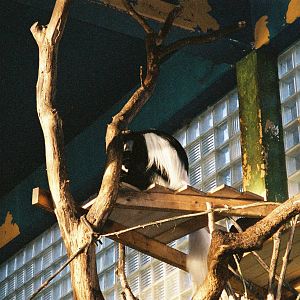 Black and White Colobus
