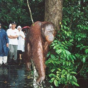 Sepilok Orang Utan Rehabilitation Centre, Borneo