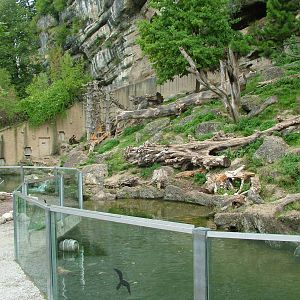 Brown Bear enclosure at Salzburg Zoo