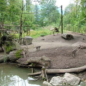 Mangabey and Red River Hog enclosure at Salzburg Zoo