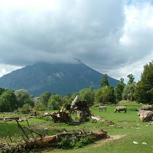 African plains area of Salzburg Zoo (with an Alp!)