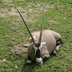 Gemsbok (Oryx gazella gazella) at Salzburg Zoo