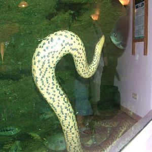 Anaconda in the restaurant aqua-terrarium at Salzburg Zoo