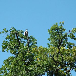 Free-flying European Griffon Vulture (Gyps fulvus) at Salzburg Zoo