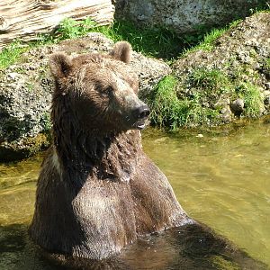 European Brown Bear (Ursus arctos arctos) at Salzburg Zoo