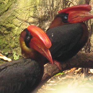 Rufous Hornbill