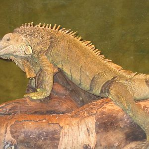 Green iguana
