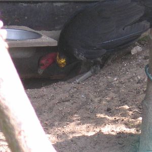 Australian Brush-turkey
