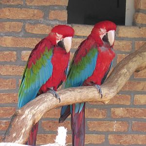Green-winged Macaw