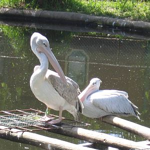 Pink-backed Pelican