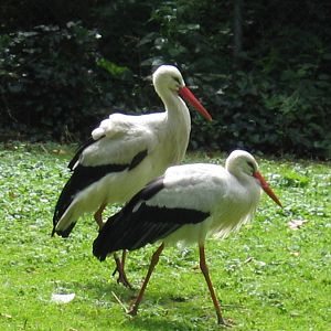 White Stork