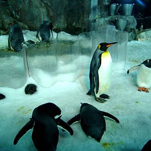 Kelly Tarlton's Underwater World