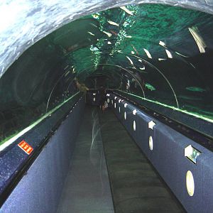 Kelly Tarlton's Underwater World