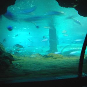 Kelly Tarlton's Underwater World