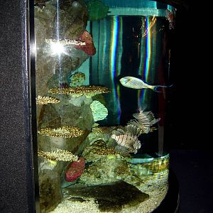 Kelly Tarlton's Underwater World