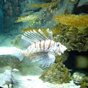 Kelly Tarlton's Underwater World