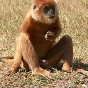 Javan langur (Trachypithecus auratus)