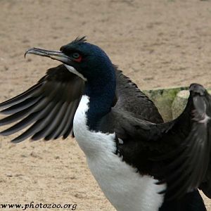 Guanay cormorant (Phalacrocorax bougainvillii)
