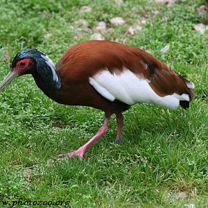Madagascar crested ibis (Lophotibis cristata)