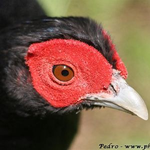 Crestless fireback pheasant (Lophura erythrophtalma)