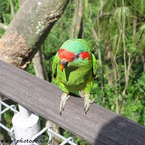 Musk lory (Glossopsitta concinna)