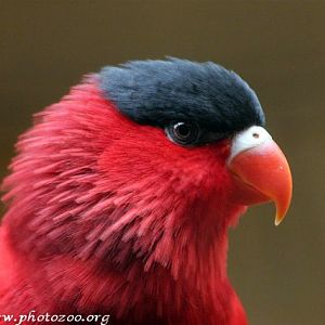 Violet-bellied lory (Lorius hypoinochrous)