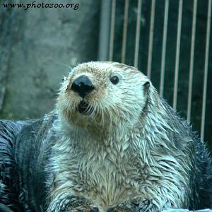 Sea otter (Enhydra lutris)