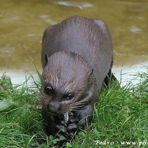 Brazilian giant otter (Pteronura brasiliensis)