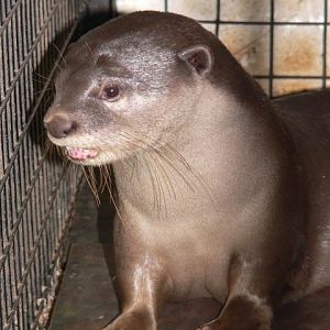 Asian giant otter (Lutrogalle perspicillata)