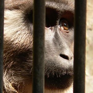 Mentawai macaque (Macaca pagensis)