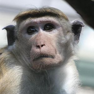 Ceylon macaque (Macaca sinica)