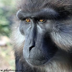 Tonkean macaque (Macaca tonkeana)