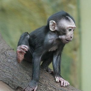 Sulawesi crested macaque (Macaca nigra)
