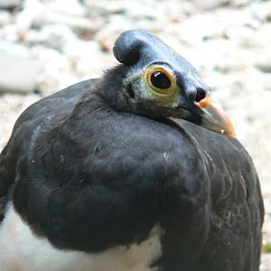 Maleo (Macrocephalon maleo)