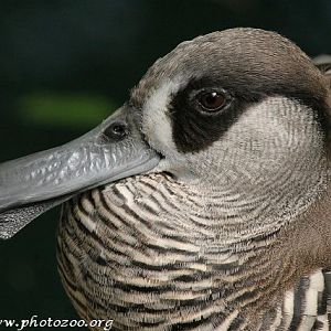 Pink-eared duck (Malacorhynchus membranaceus)